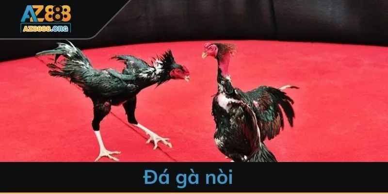 Đá gà nòi - Tham gia đấu trường sôi động rất đỉnh cao