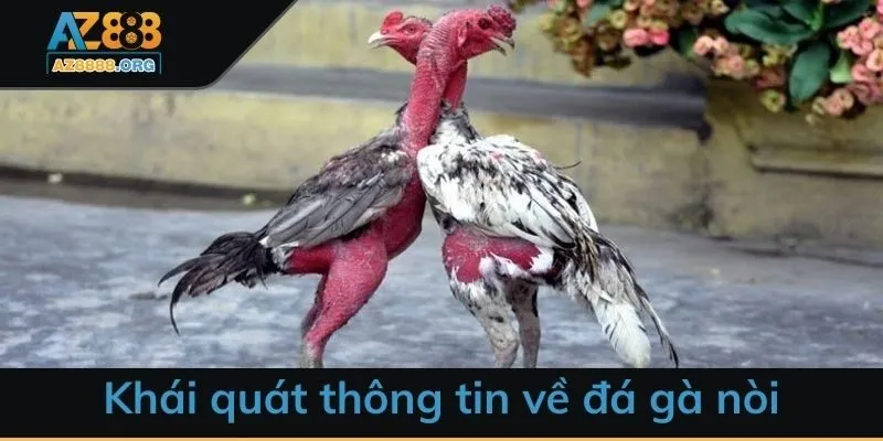 Khái quát thông tin về đá gà nòi