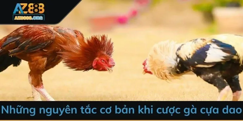 Những nguyên tắc cơ bản khi cược gà cựa dao